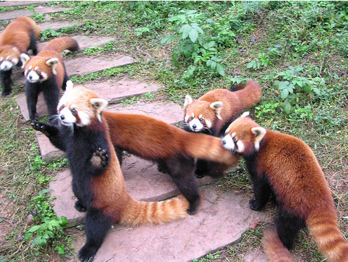 red panda bears.jpg (119 KB)